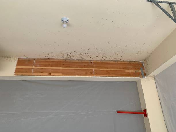 Best Mold Prevention Services  in Cedar Park, TX